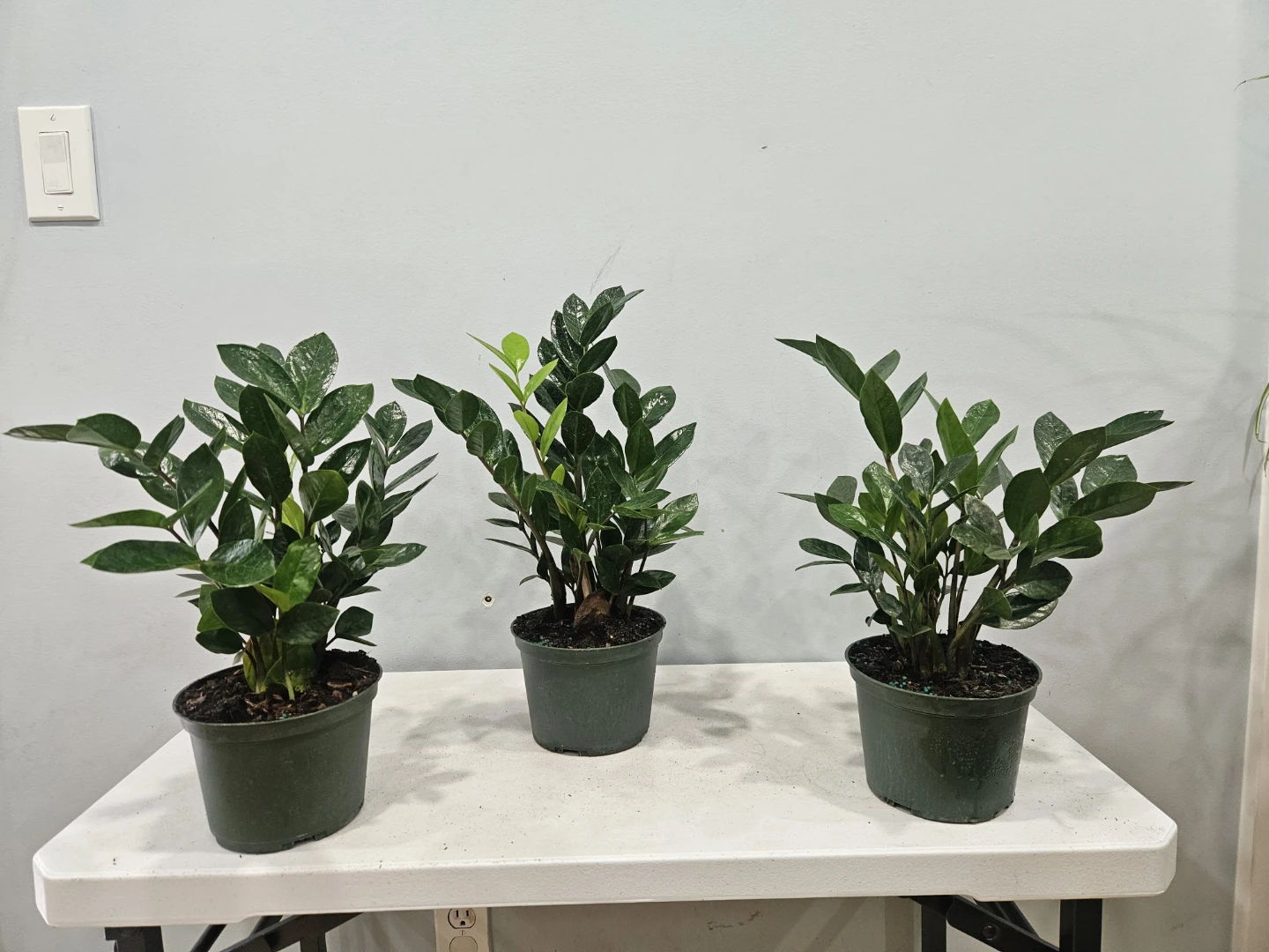 ZZ plants (comes in 6 inches Nursury pot, $22 each pot)