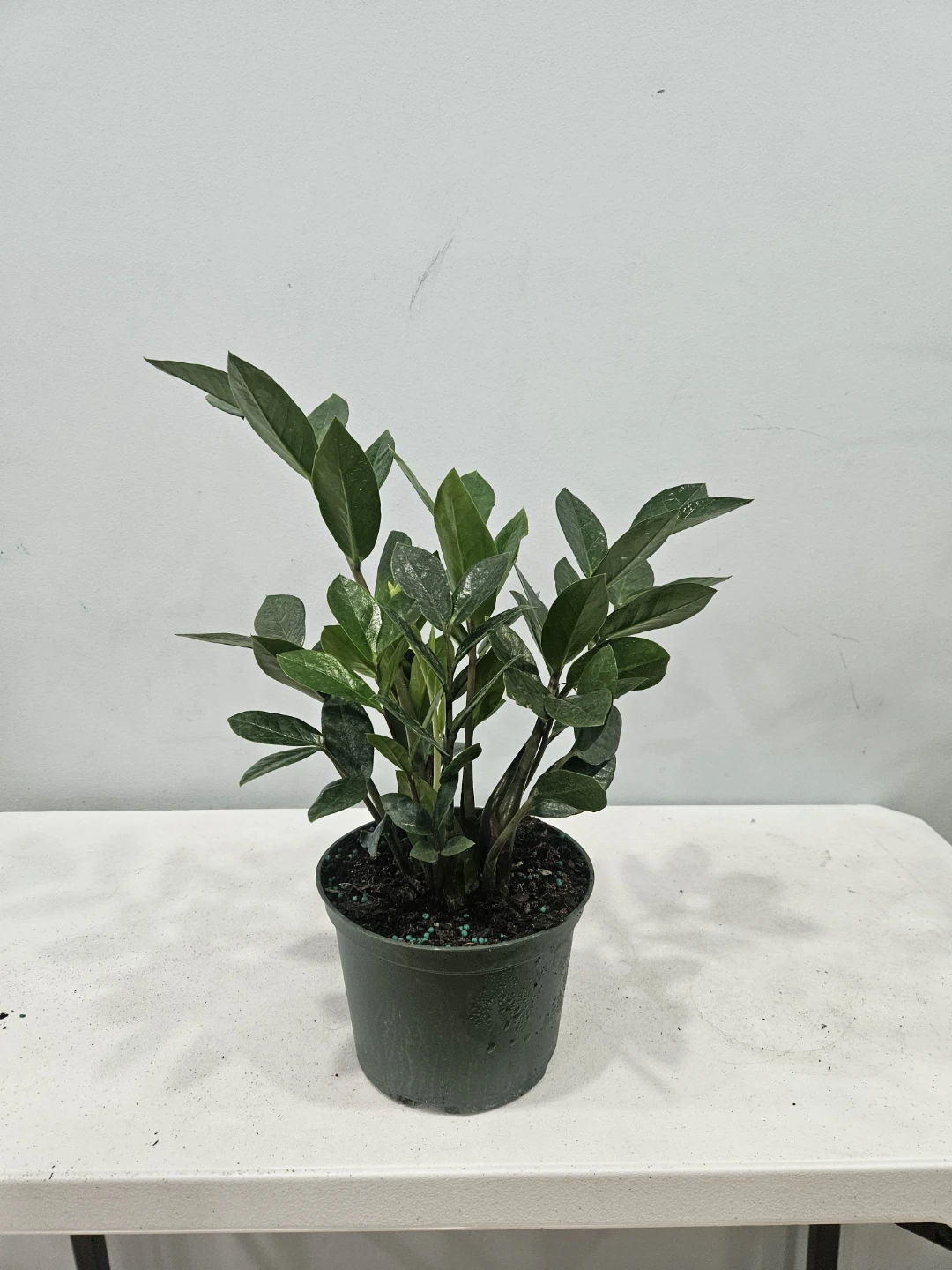 ZZ plants (comes in 6 inches Nursury pot, $22 each pot) - photo 4