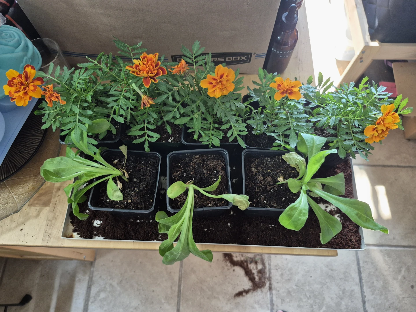 Marigolds and calendula, updated. Make me an offer.
