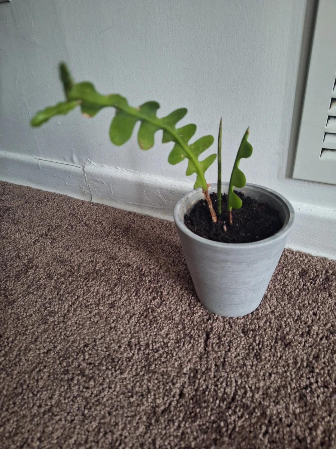 Fishbone Cactus Plant