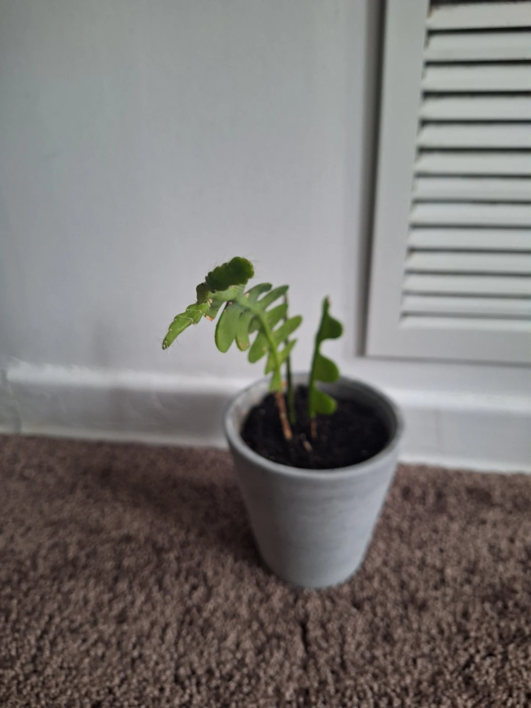 Fishbone Cactus Plant - photo 2
