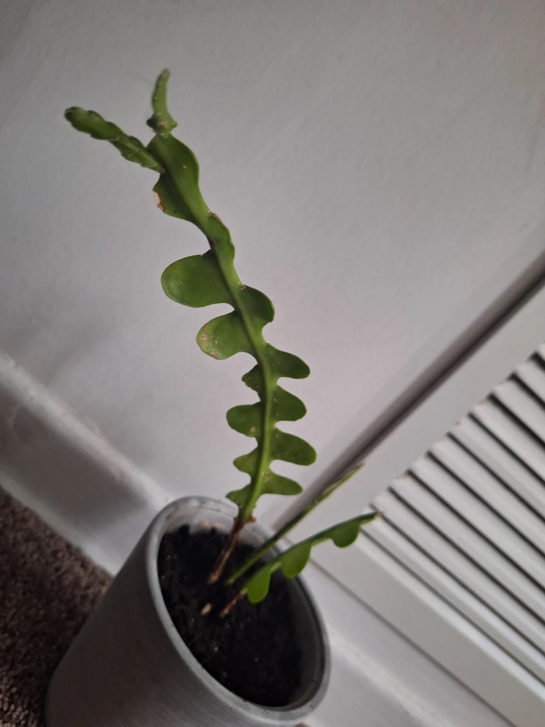 Fishbone Cactus Plant - photo 3
