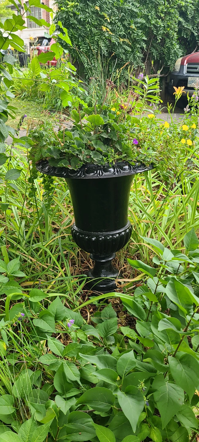 2 Different Cast Iron Urns $75 EA with Plants! - photo 2