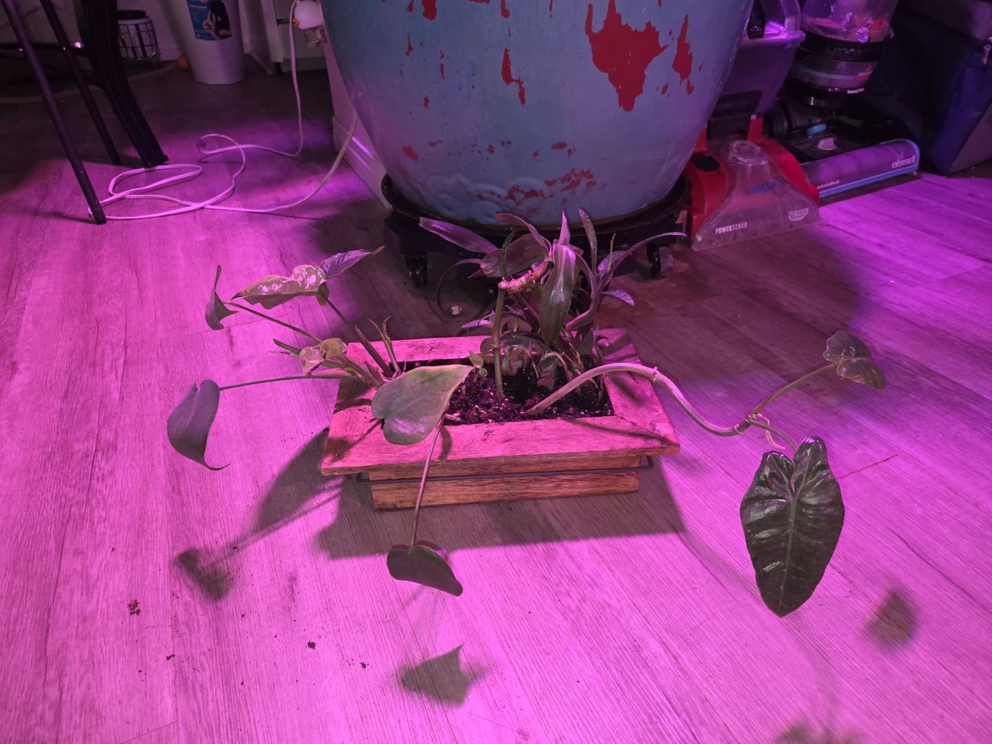 Assorted House Plants in Wooden Planter