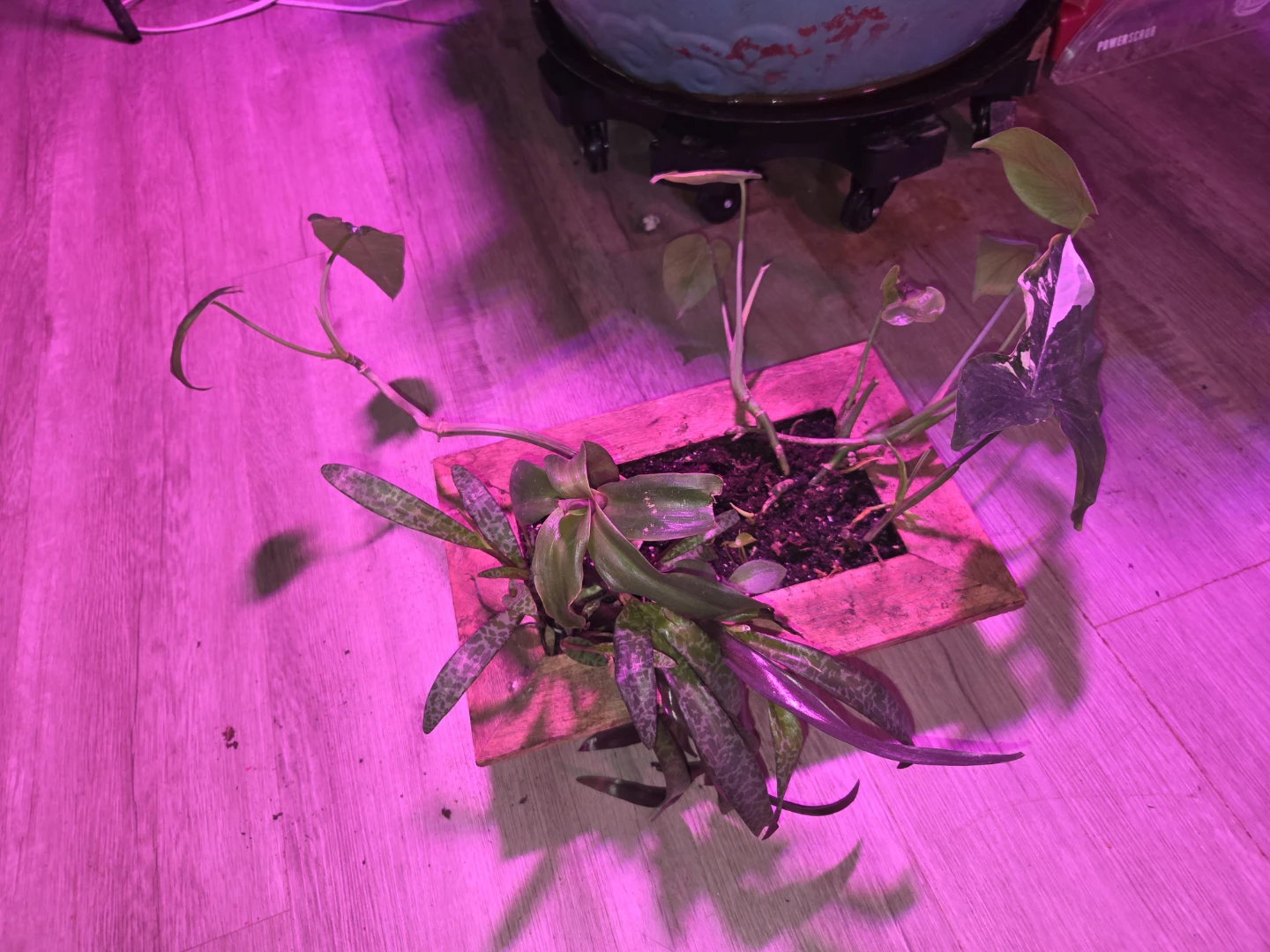 Assorted House Plants in Wooden Planter - photo 2