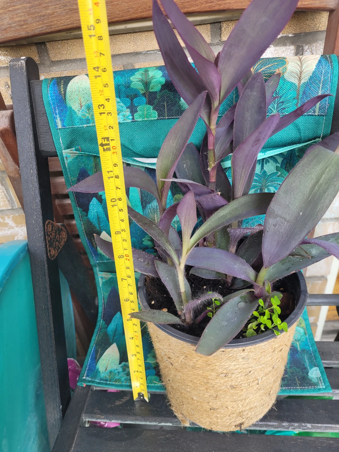 Purple Heart Plant - photo 3