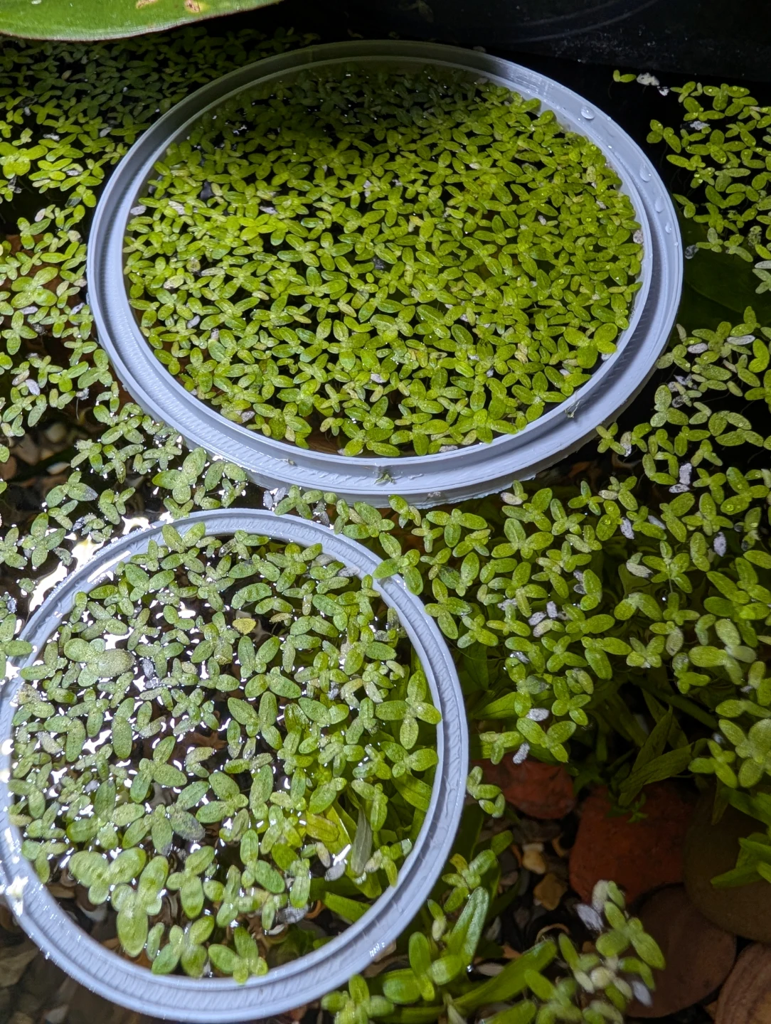 Aquarium Duckweed Plant - photo 3