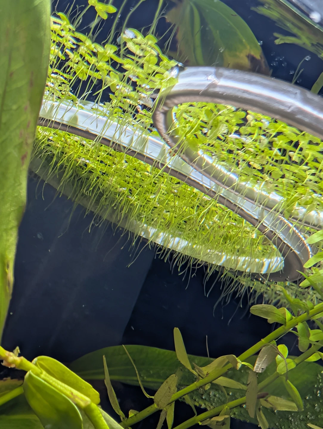 Aquarium Duckweed Plant - photo 4