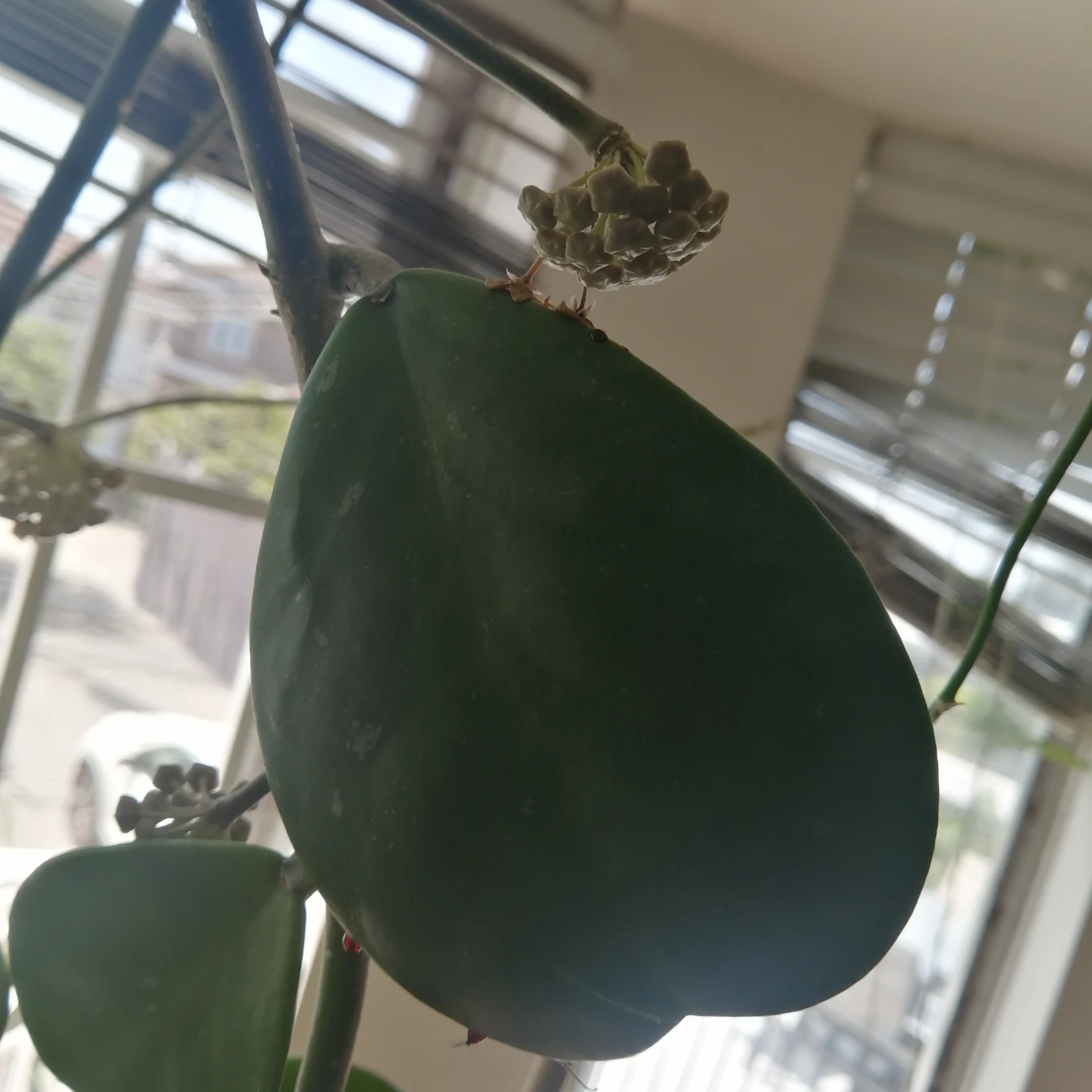 Healthy Hoya Kerrii Plants - photo 2