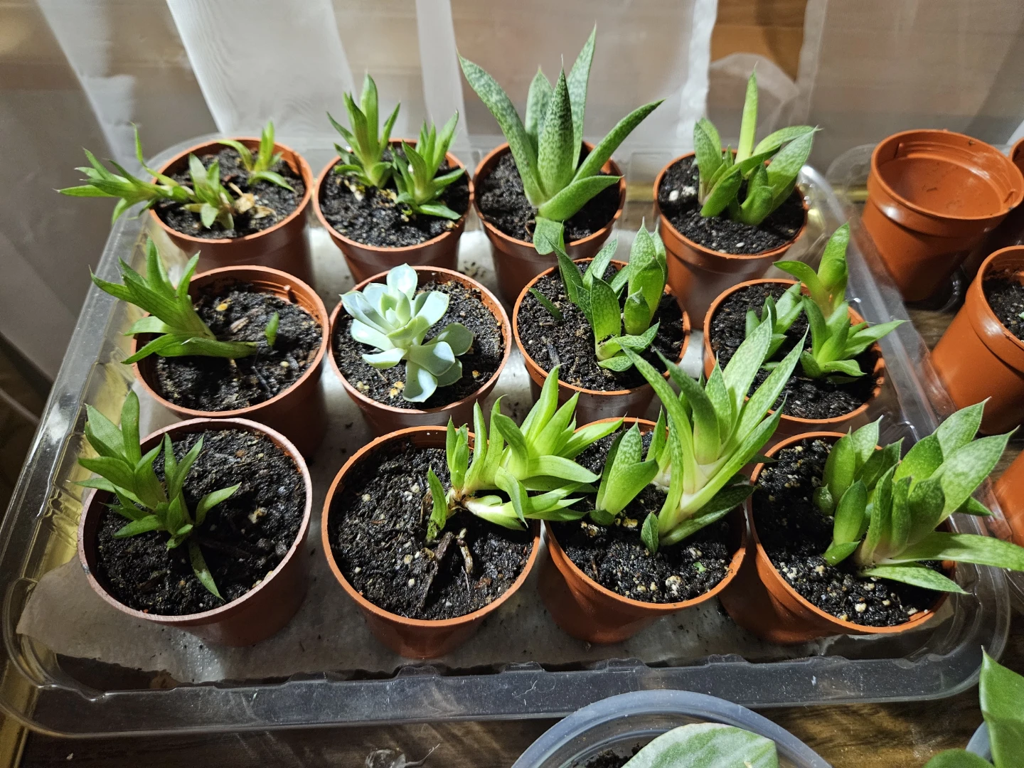 🌵 Succulents 🌵