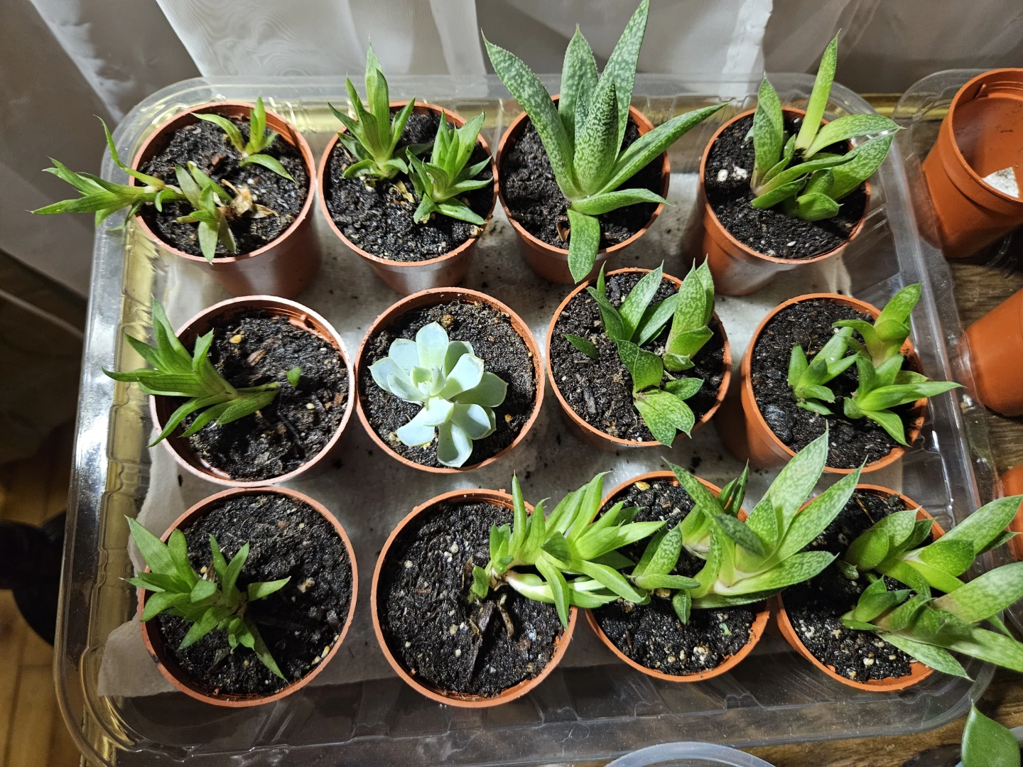 🌵 Succulents 🌵 - photo 2