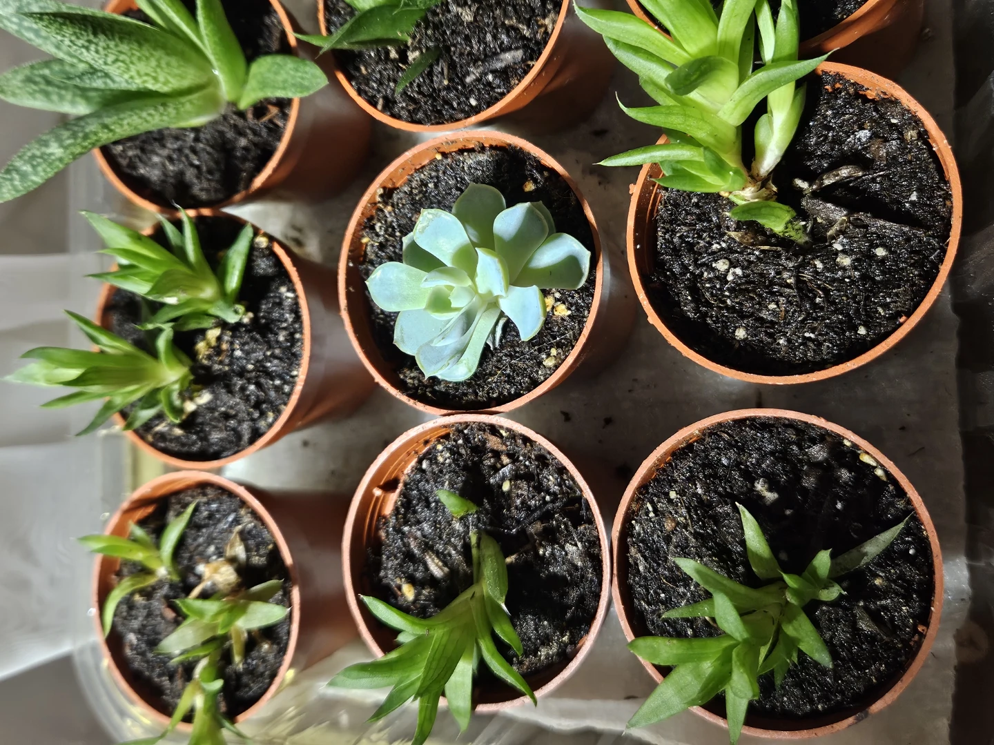 🌵 Succulents 🌵 - photo 3