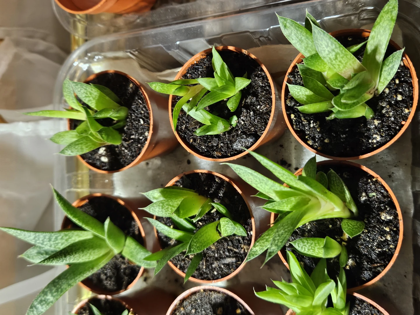 🌵 Succulents 🌵 - photo 4