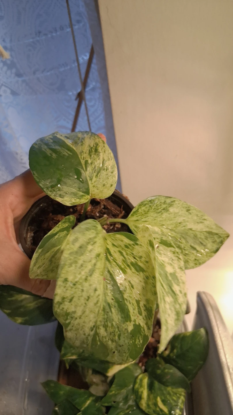 Marble Queen Pothos Plant