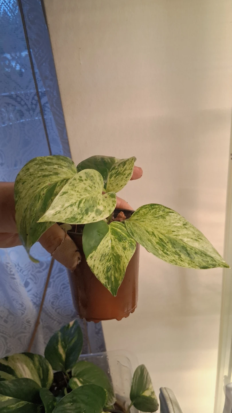 Marble Queen Pothos Plant - photo 2