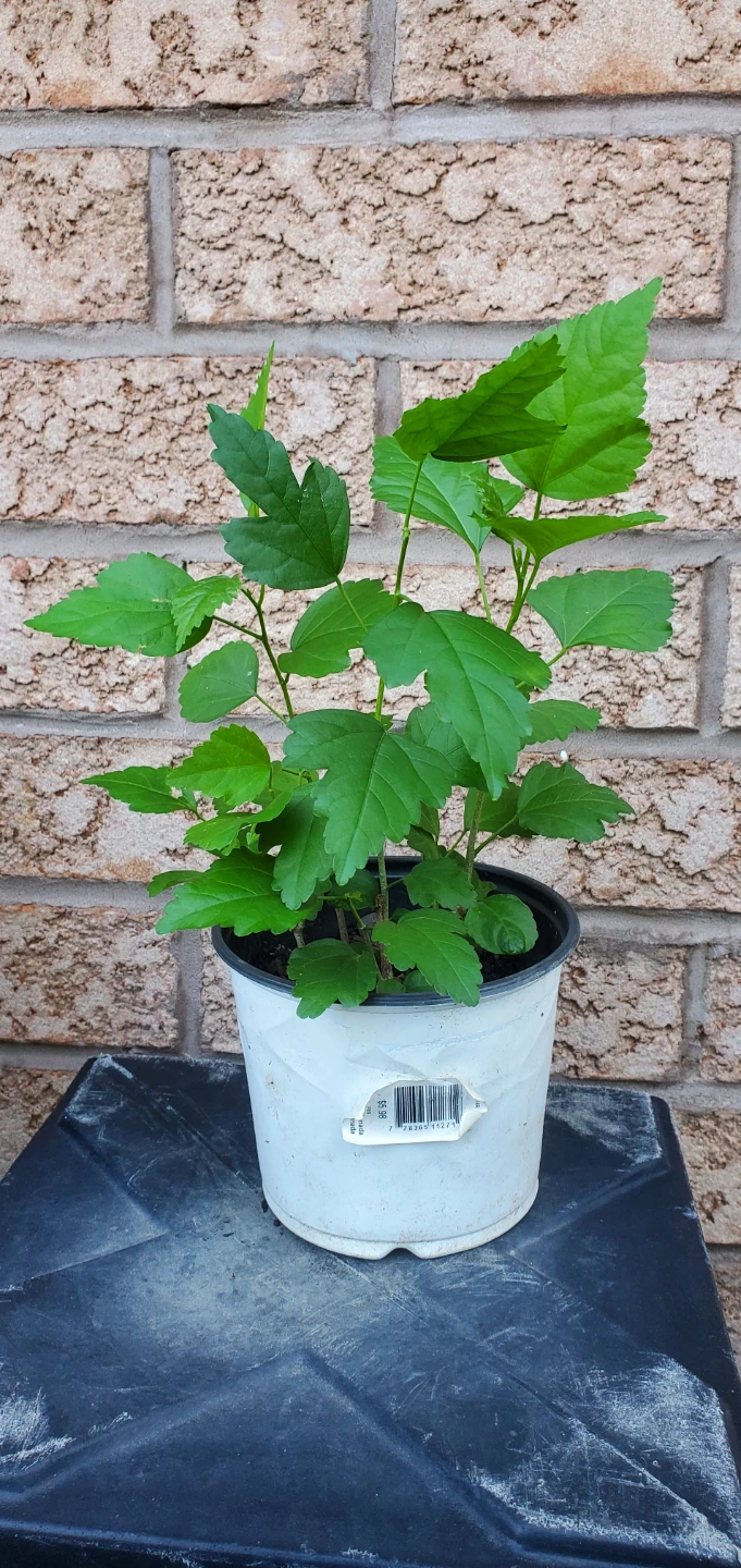 Rose of Sharon