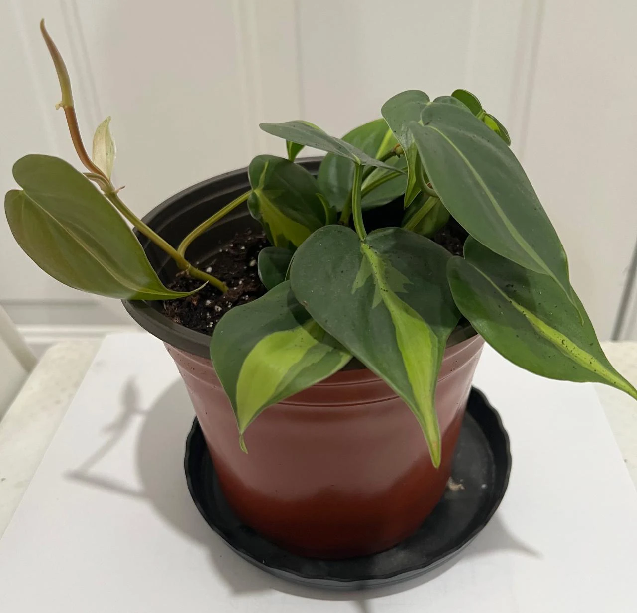 Philodendron Brasil Potted Plant