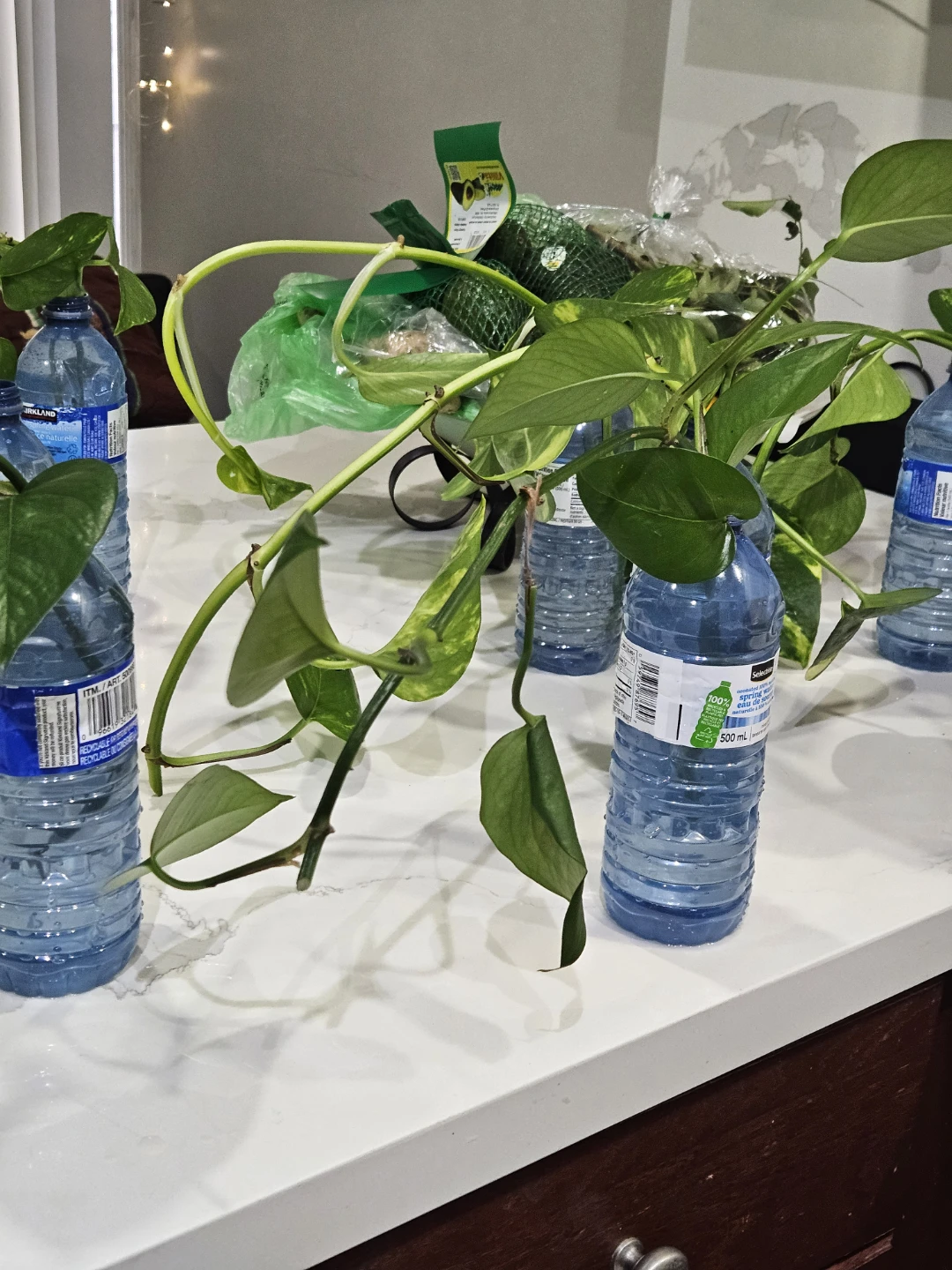 Money plant-Pothos for prosperity