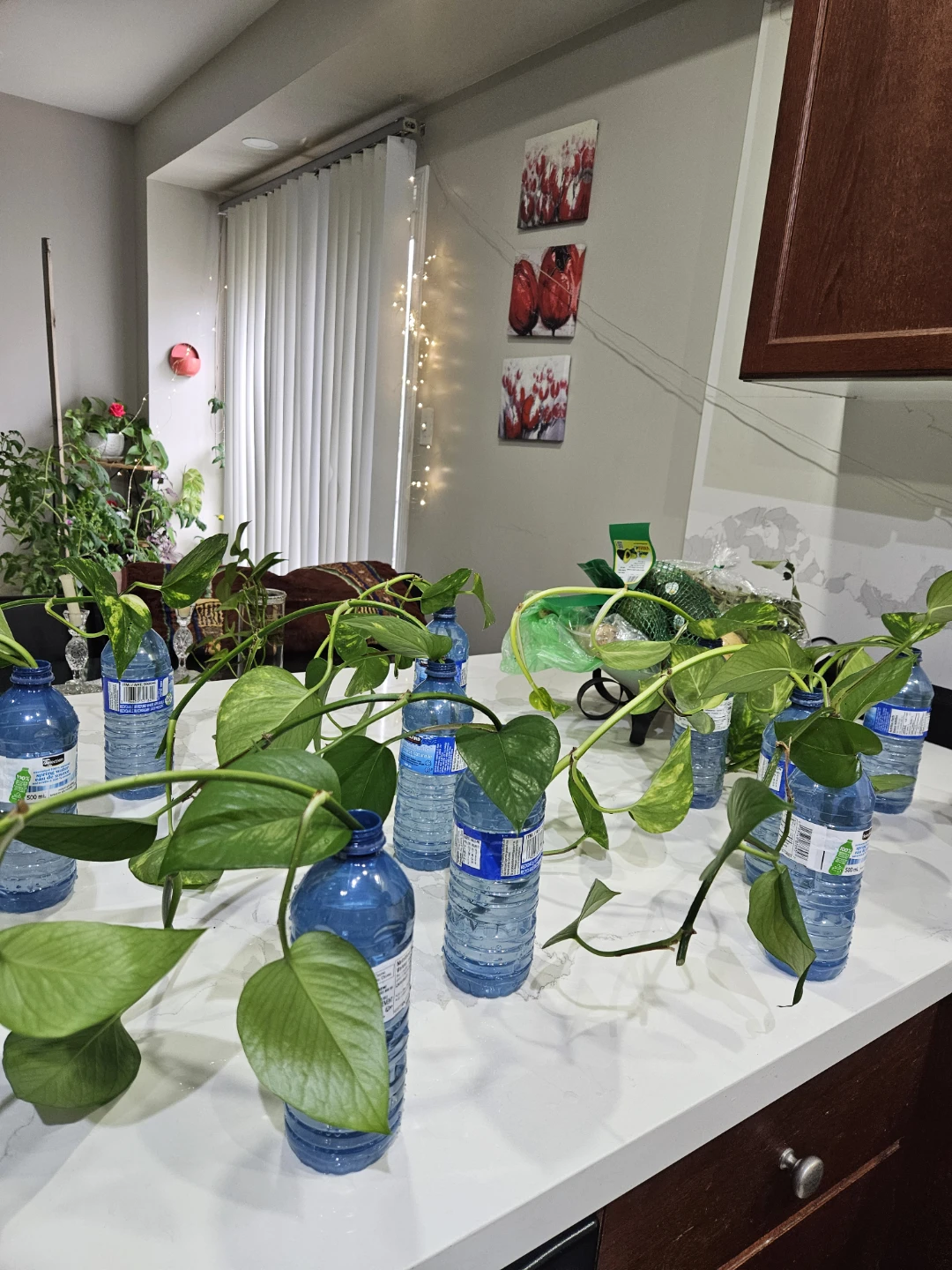 Money plant-Pothos for prosperity - photo 3