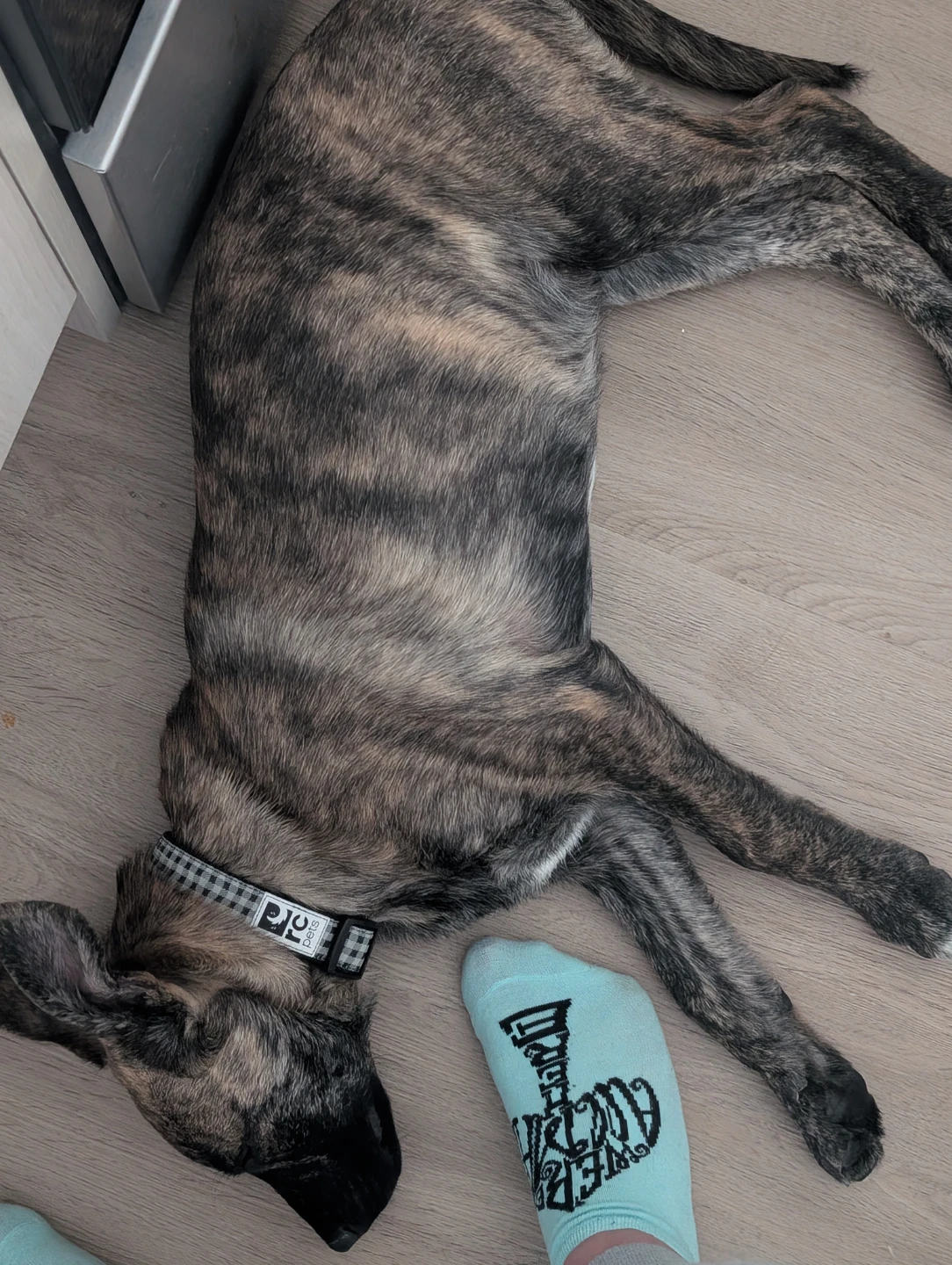 Puppy for rehome - photo 2