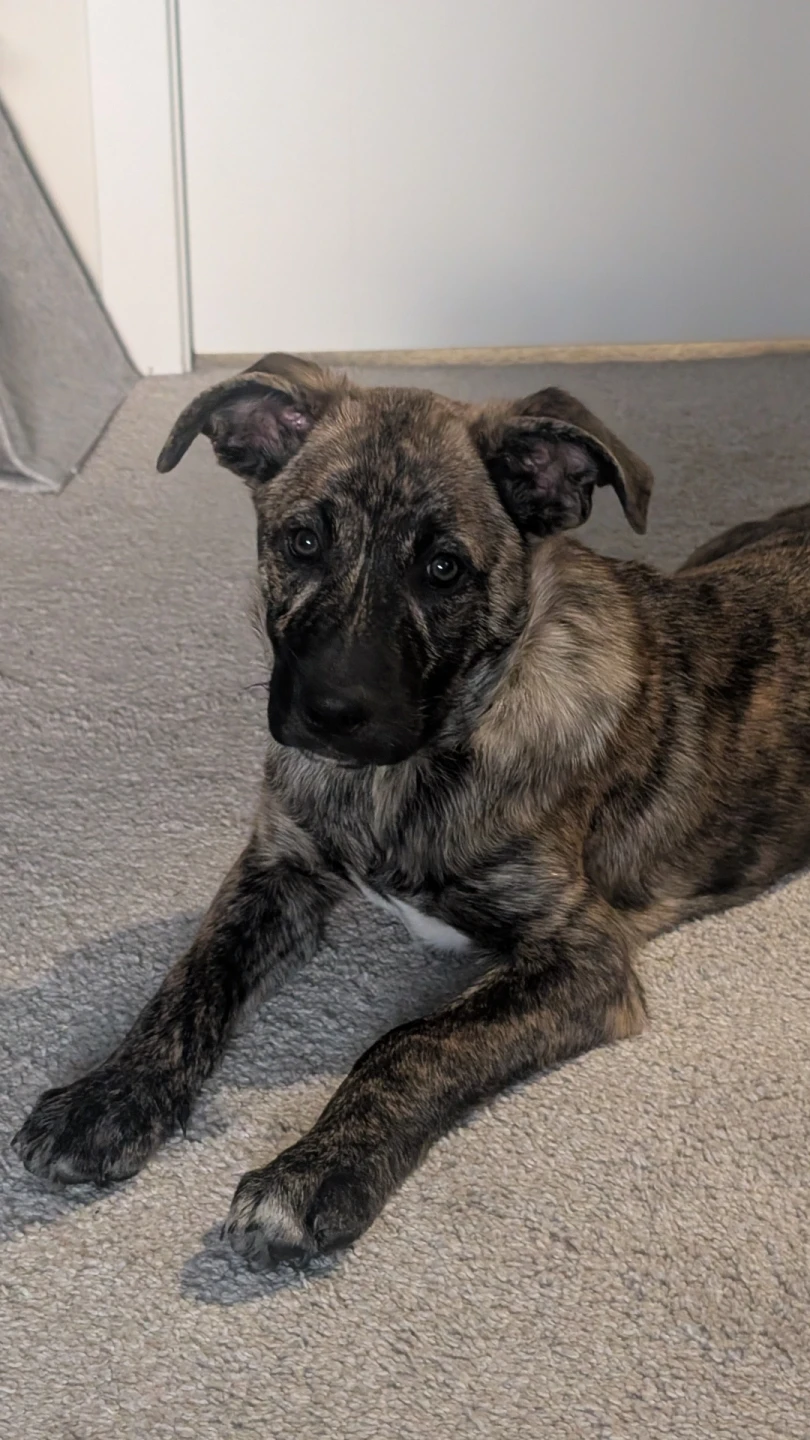 Puppy for rehome - photo 4