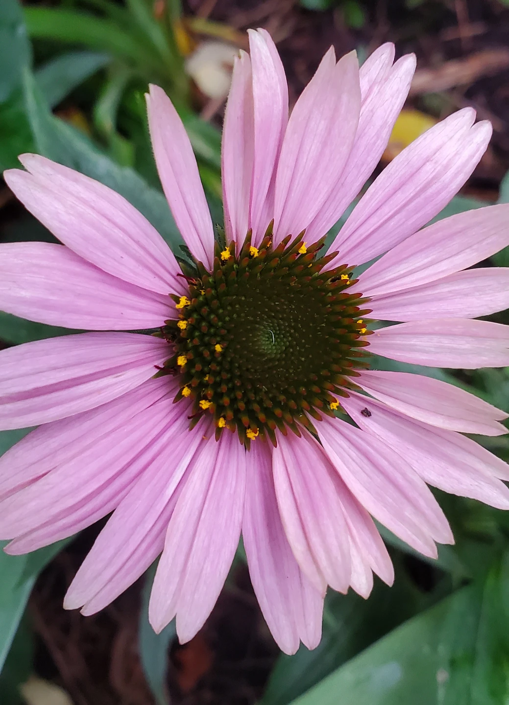 Coneflower - photo 2