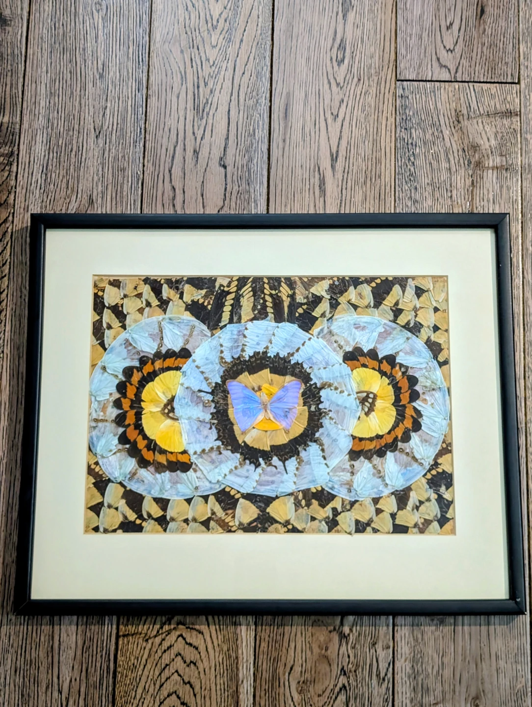 Vintage Real Butterfly Wing Moth Kaleidoscope Taxidermy Art