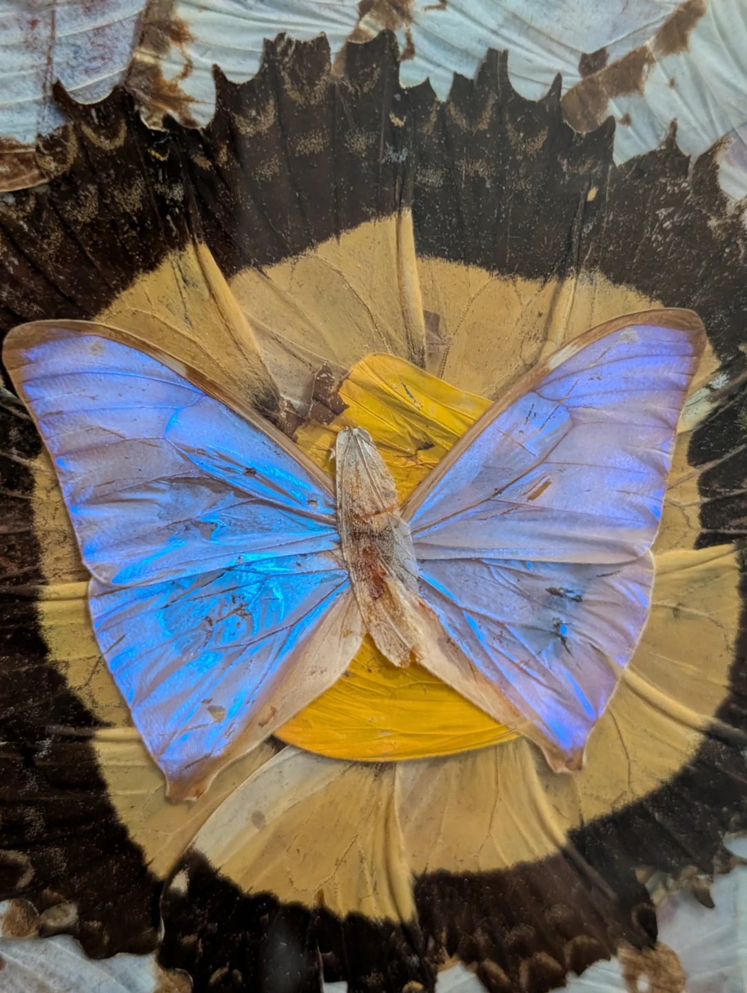 Vintage Real Butterfly Wing Moth Kaleidoscope Taxidermy Art - photo 2
