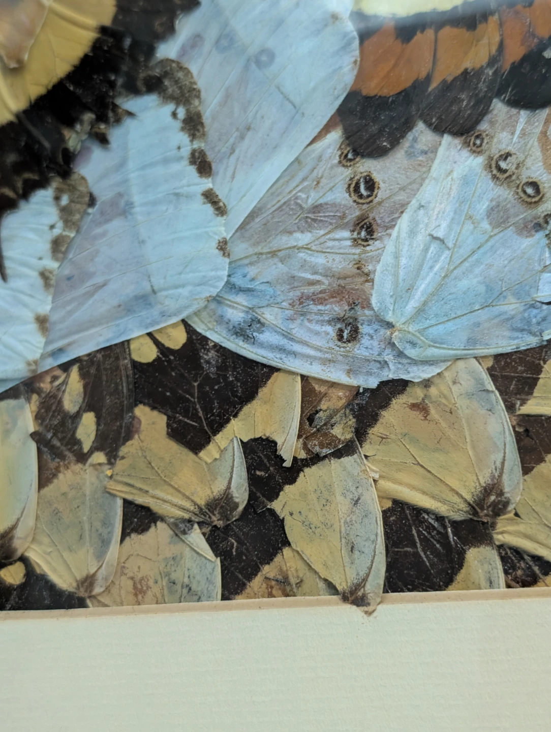 Vintage Real Butterfly Wing Moth Kaleidoscope Taxidermy Art - photo 5