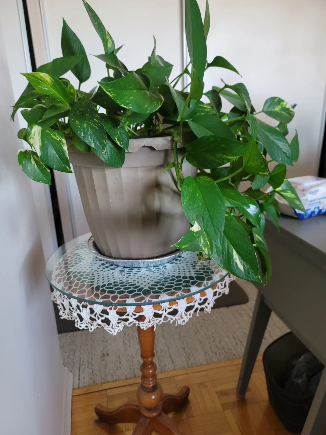 Pothos Plants in Pots - photo 4