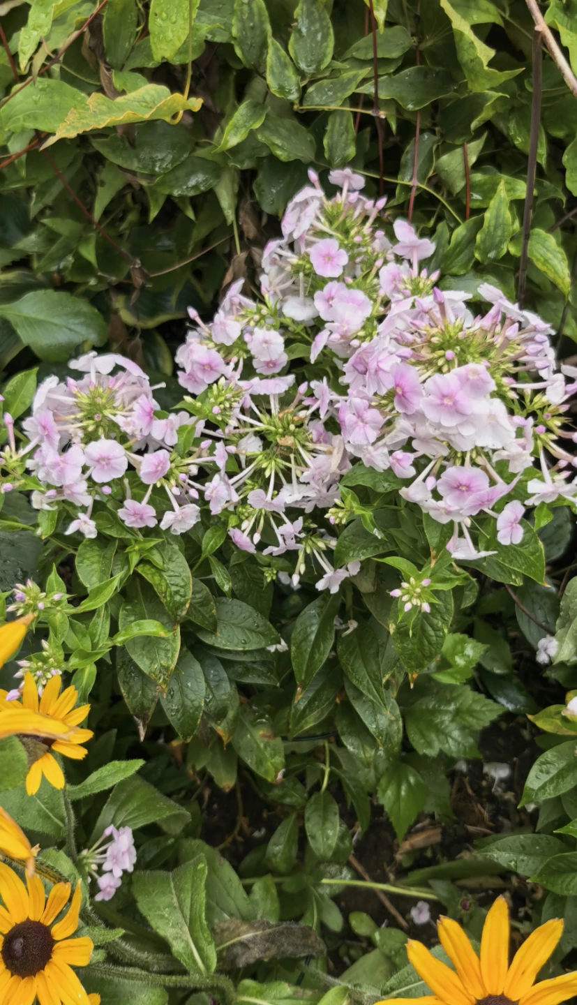 Phlox - photo 2