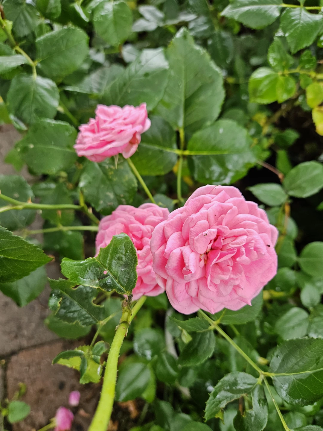 Pomponella fairytale rose