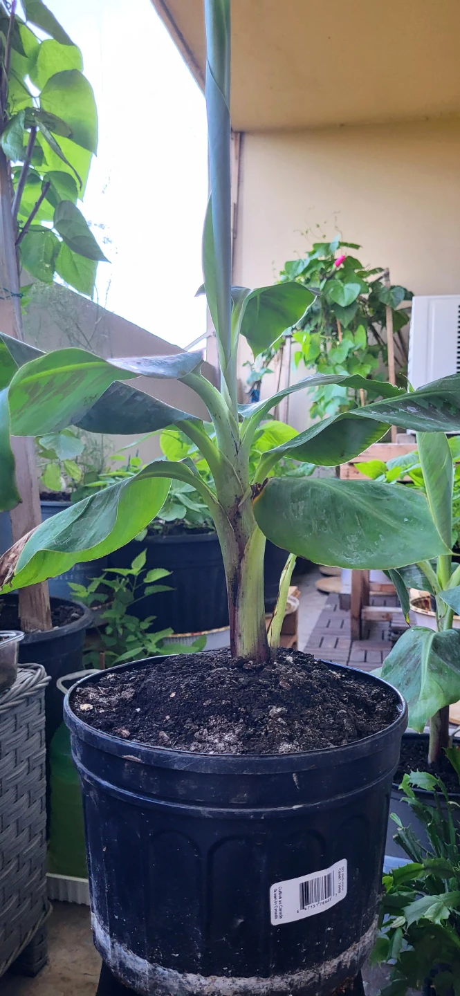 Banana Plant - photo 3