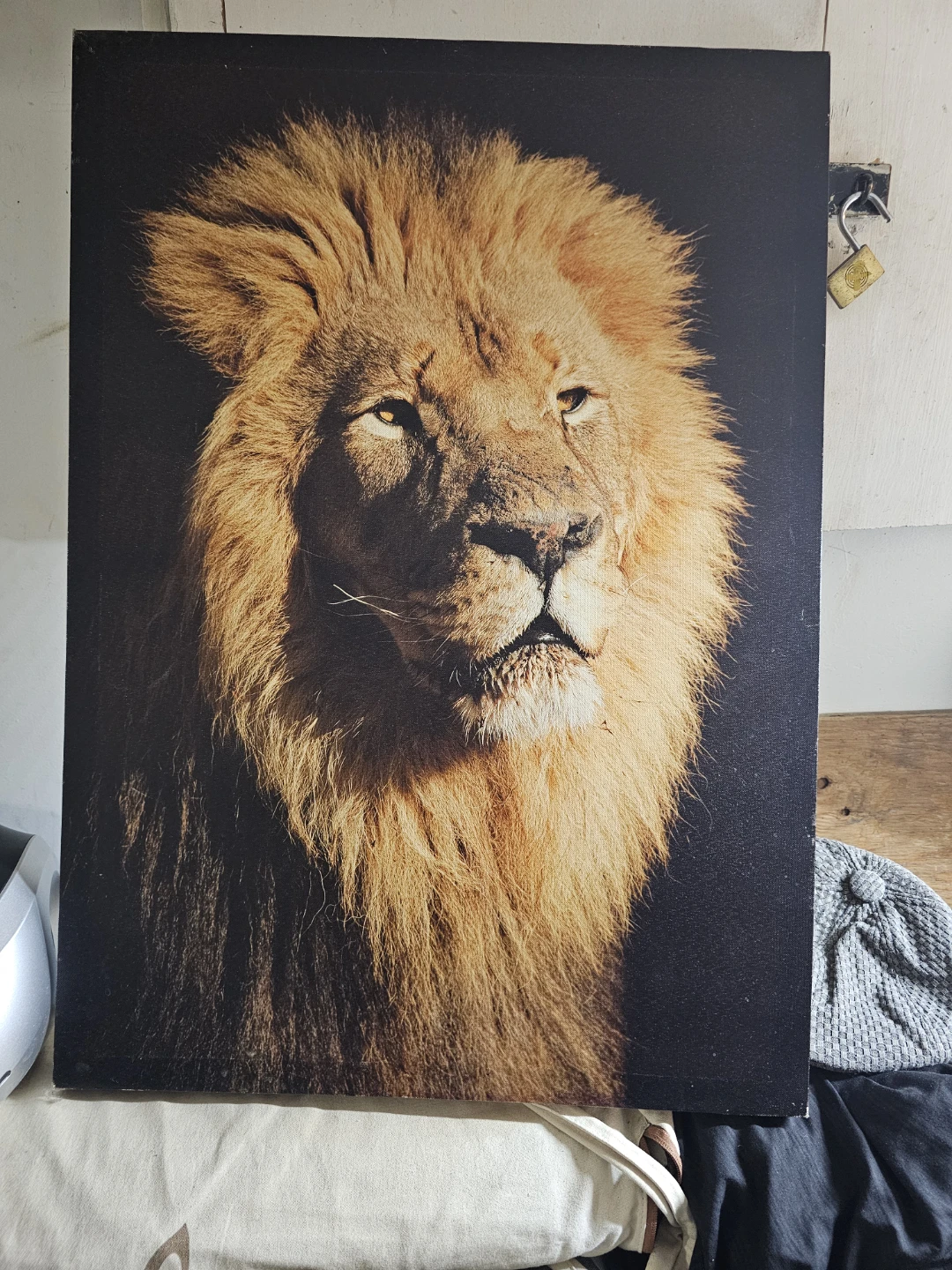 Canvas Print of a Lion