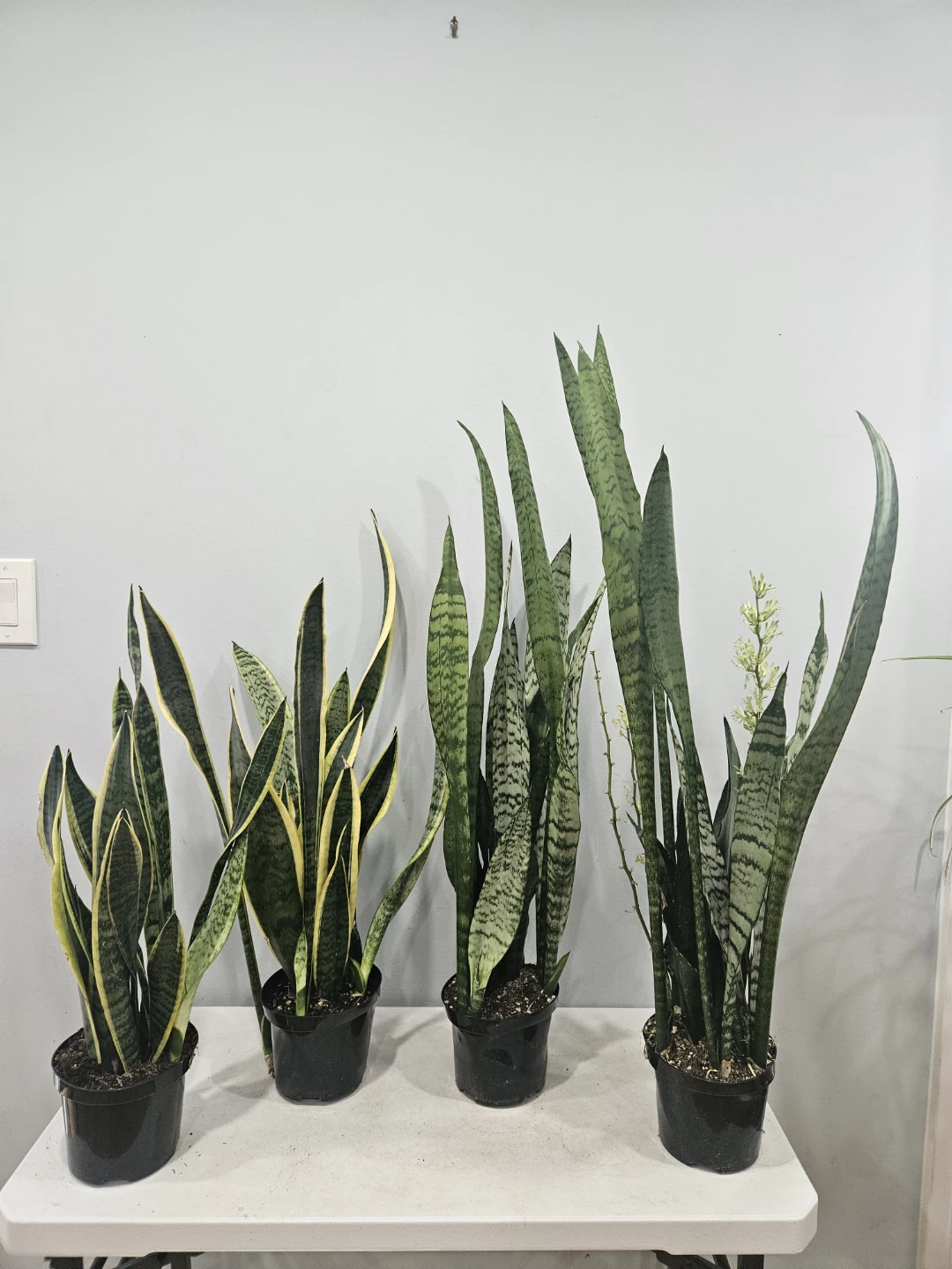 Snake (Sansevieria) Laurentii & Zeylancia Plants