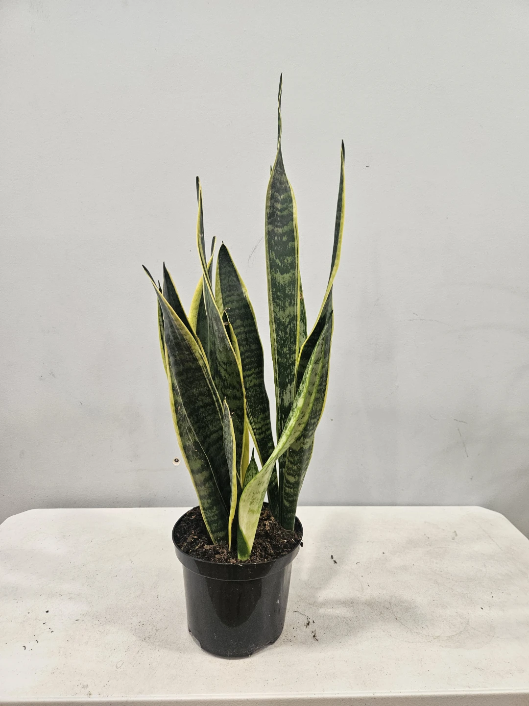 Snake (Sansevieria) Laurentii & Zeylancia Plants - photo 2