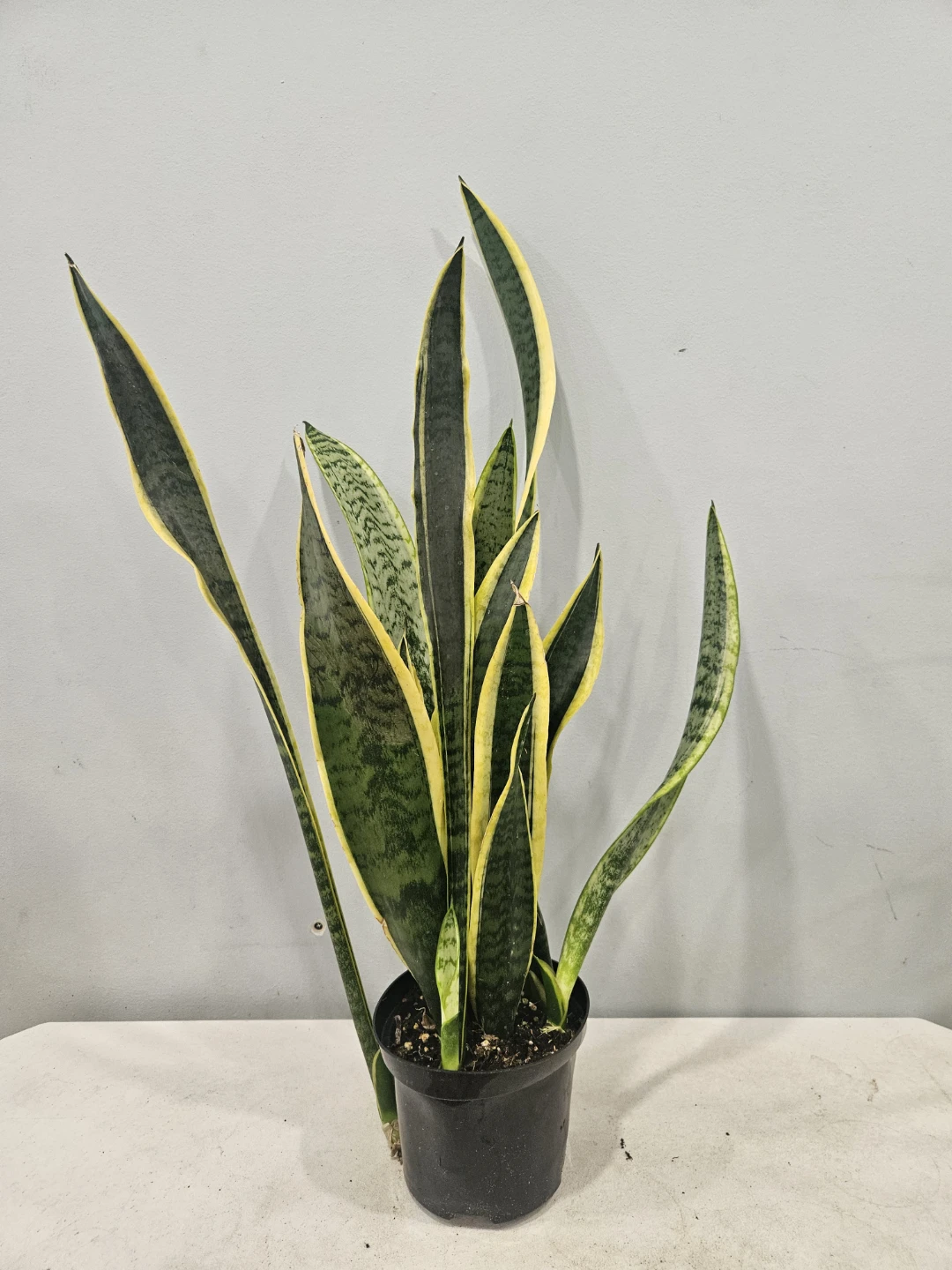 Snake (Sansevieria) Laurentii & Zeylancia Plants - photo 3
