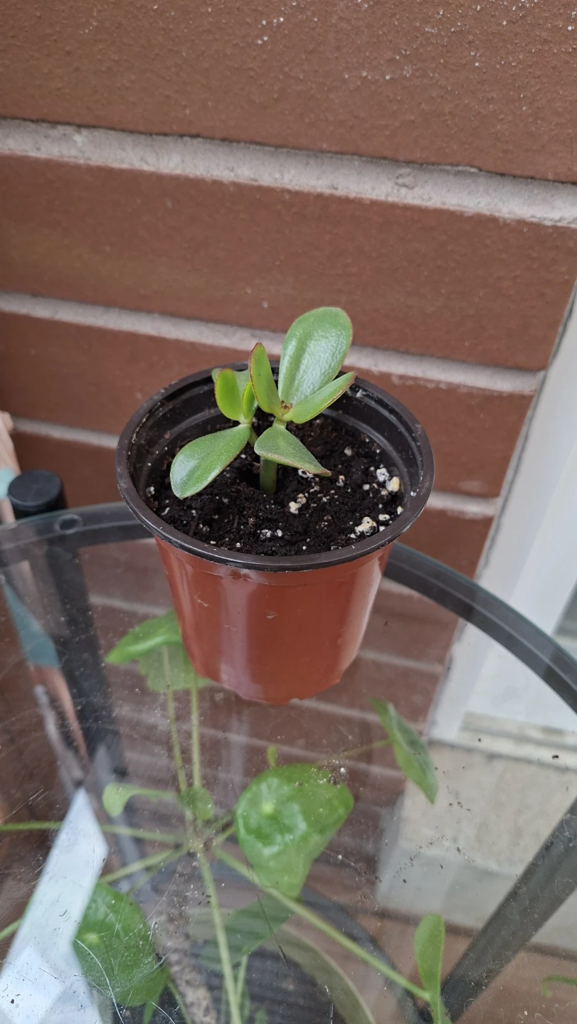 Jade Plant Cuttings in Pot