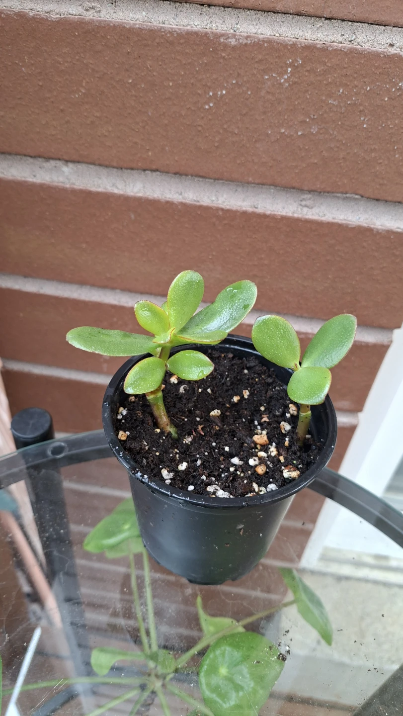 Jade Plant Cuttings in Pot - photo 2