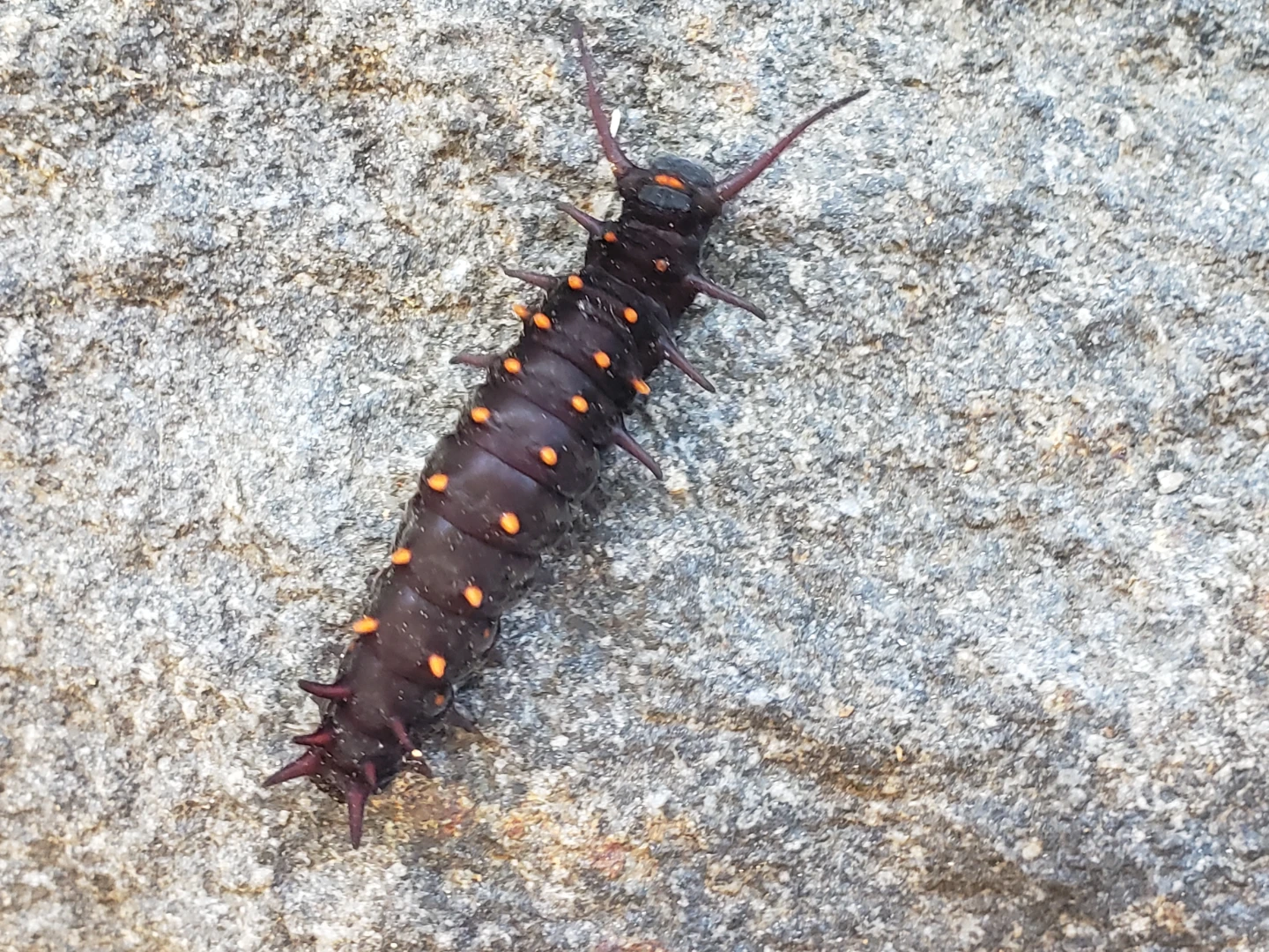 Dark caterpillar with orange spots and spines
