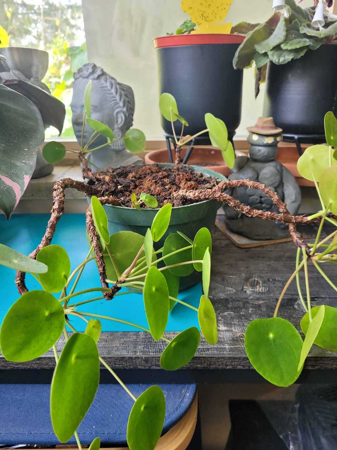 Pilea Peperomioides Plant - photo 2