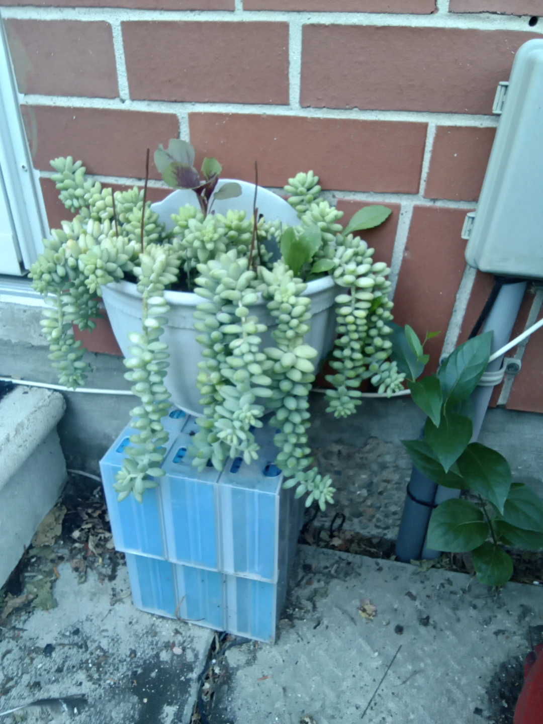 Sedum morganianum (Burro's Tail) Plant in Pot