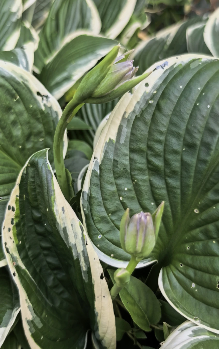 Hosta - photo 4
