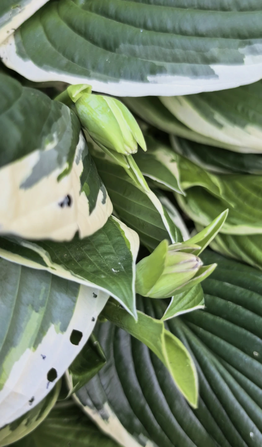 Hosta - photo 5