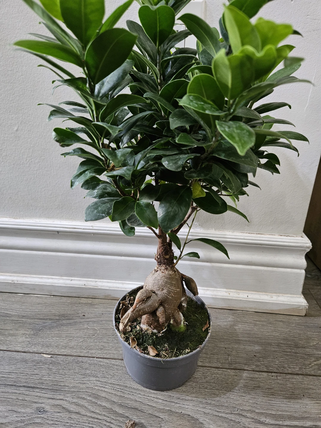 Ficus Ginseng Bonsai Tree - photo 2