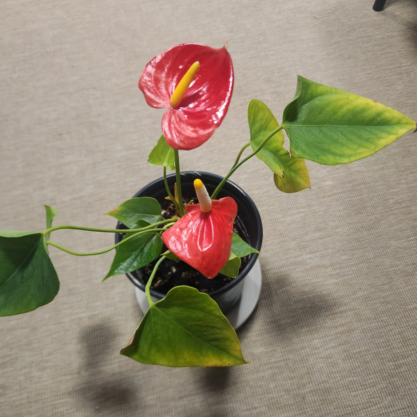 Potted Anthurium Plant