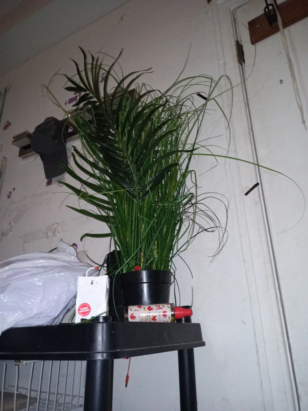 Indoor Plant in Black Pot