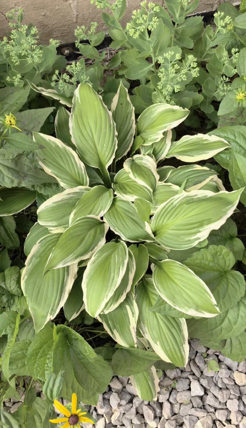 Hostas