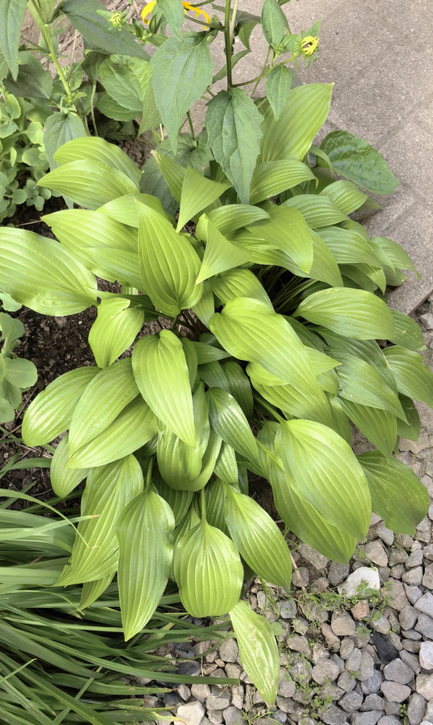 Hostas - photo 2