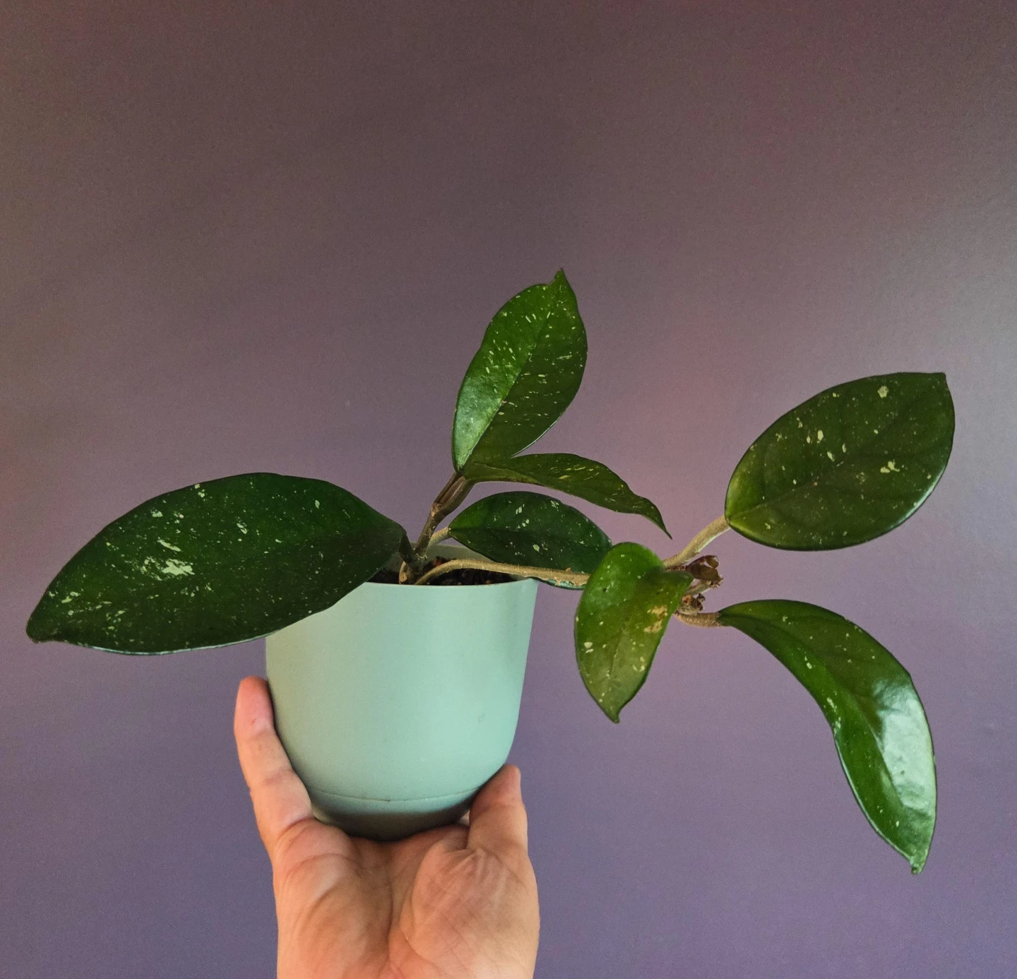 Beautiful Splashy Hoya Carnosa (Fully Established 4” Pot)